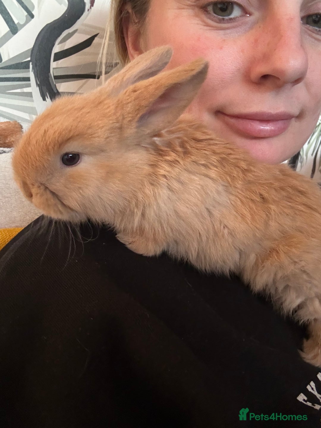 Mini Lop rabbits for sale: Mini lop bunnies looking for forever homes  - Advert 8