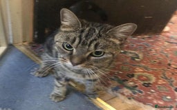 Mixed Breed cats for adoption: KENYA - Image 1