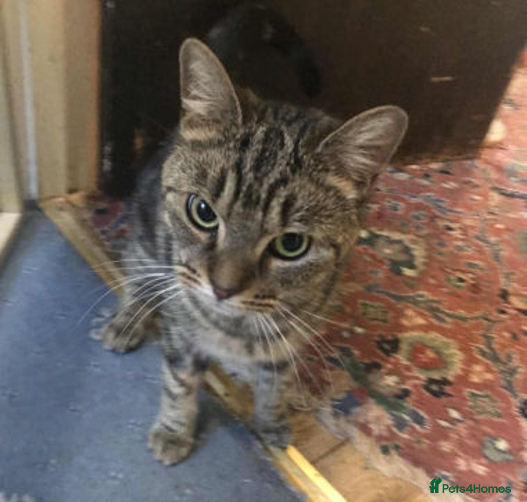 Mixed Breed cats for adoption: KENYA - Image 1