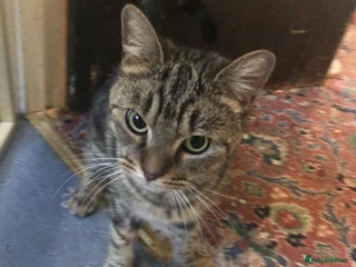 Mixed Breed cats - Advert 11