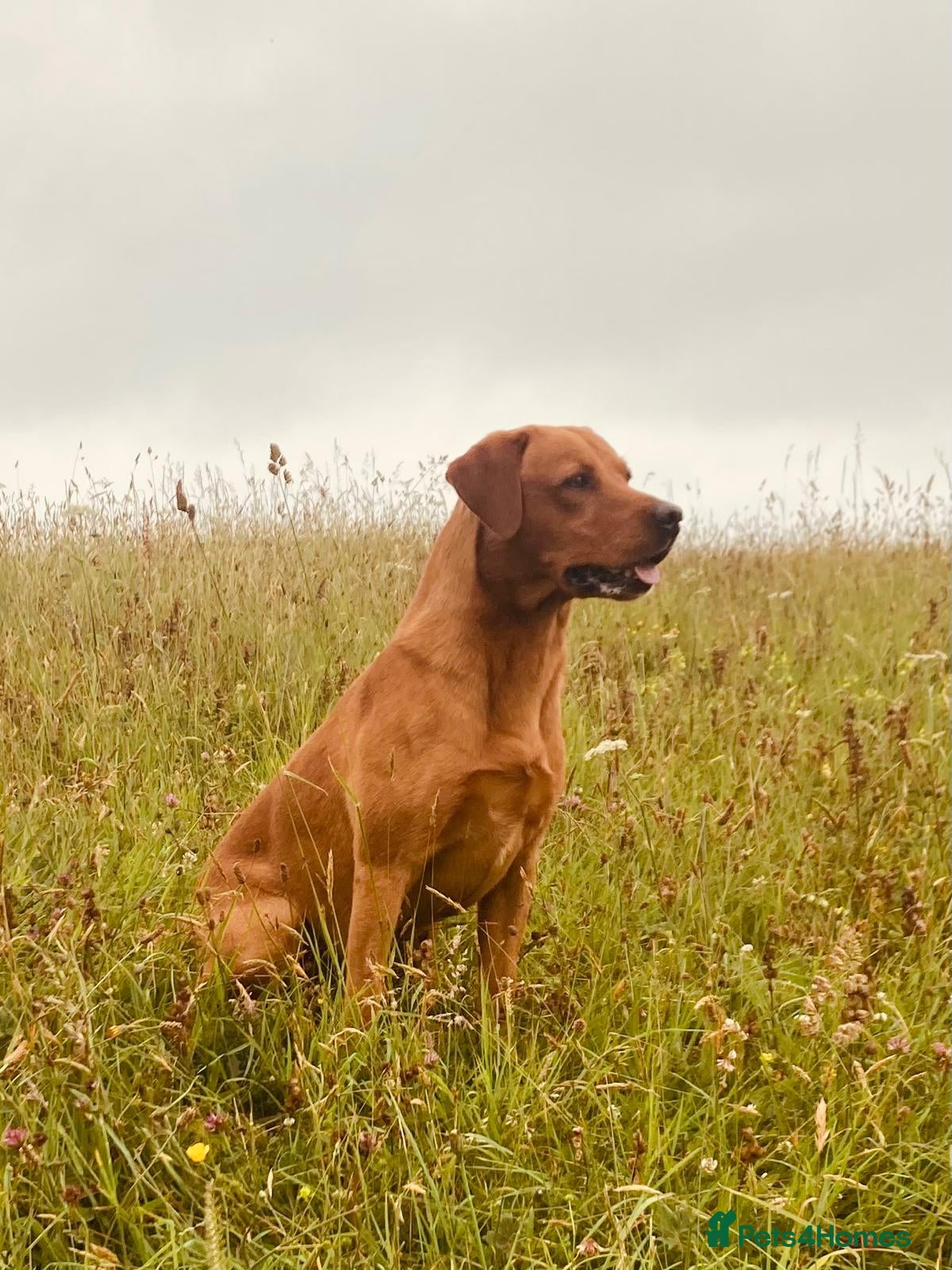 Labrador Retriever dogs Fox Red Labrador available for Stud - Advert 1