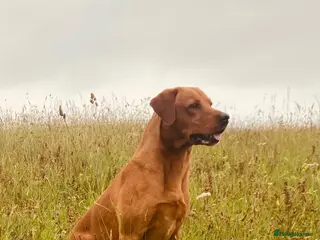 Labrador Retriever dogs Fox Red Labrador available for Stud - Advert 1