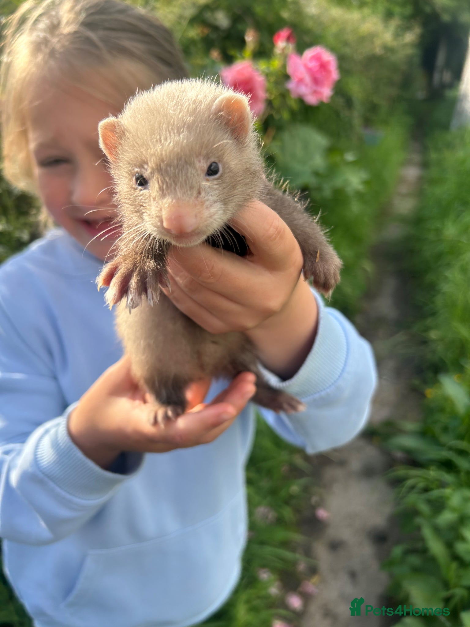 Ferret rodents for sale: KIT FERRETS FOR SALE  - Advert 4