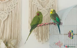 Ringnecks birds for sale: indian ring neck // cage - Image 6