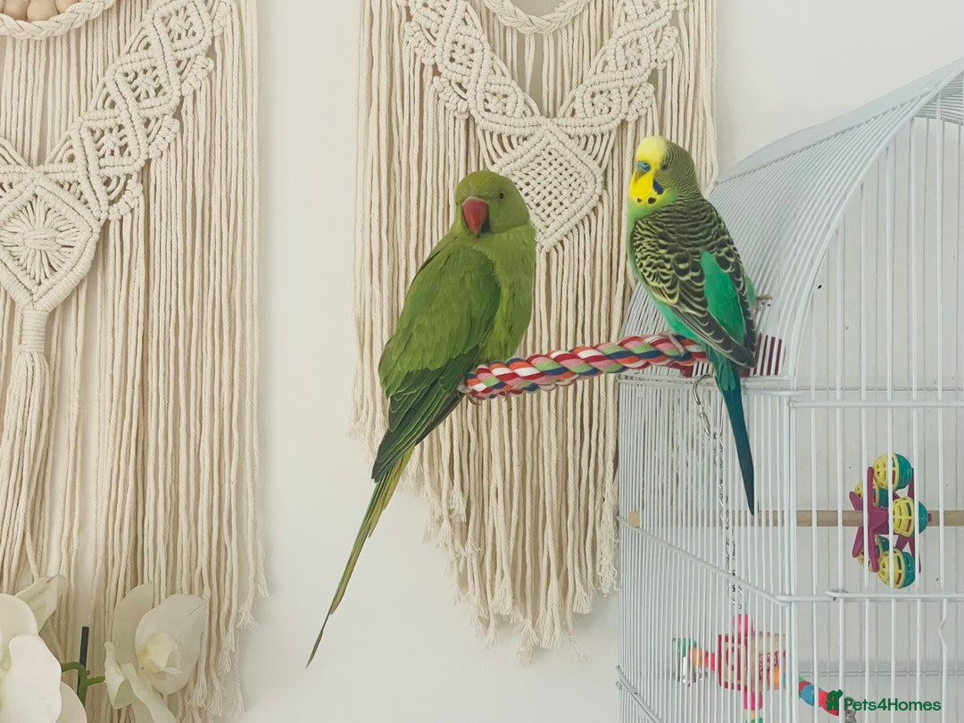 Ringnecks birds for sale: indian ring neck // cage - Image 6