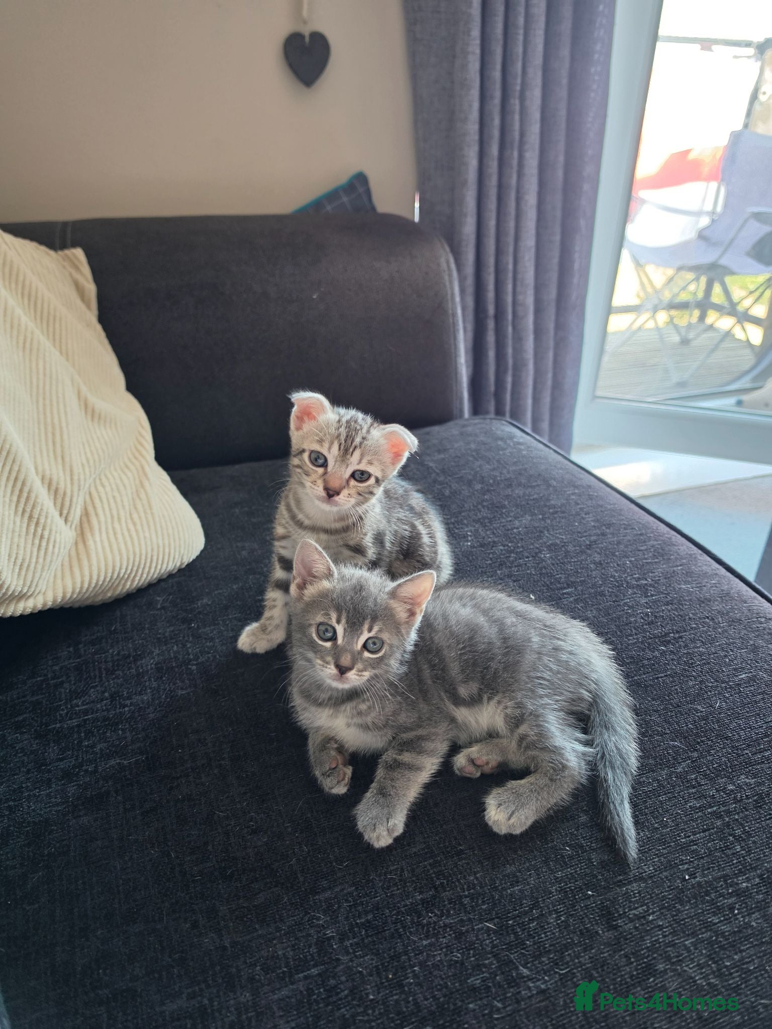 Bengal cats Adorable bengal X Scottish fold kittens - Advert 15