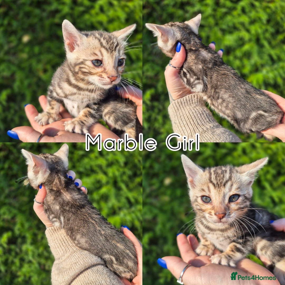 Bengal cats for sale: 6 pure bred TICA Bengals 😻 - Image 10