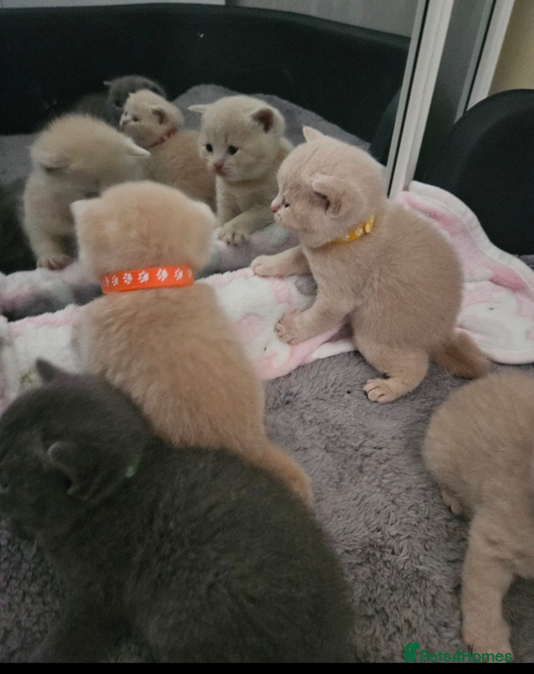 British Shorthair cats for sale: Pretty British shorthair  - Image 24
