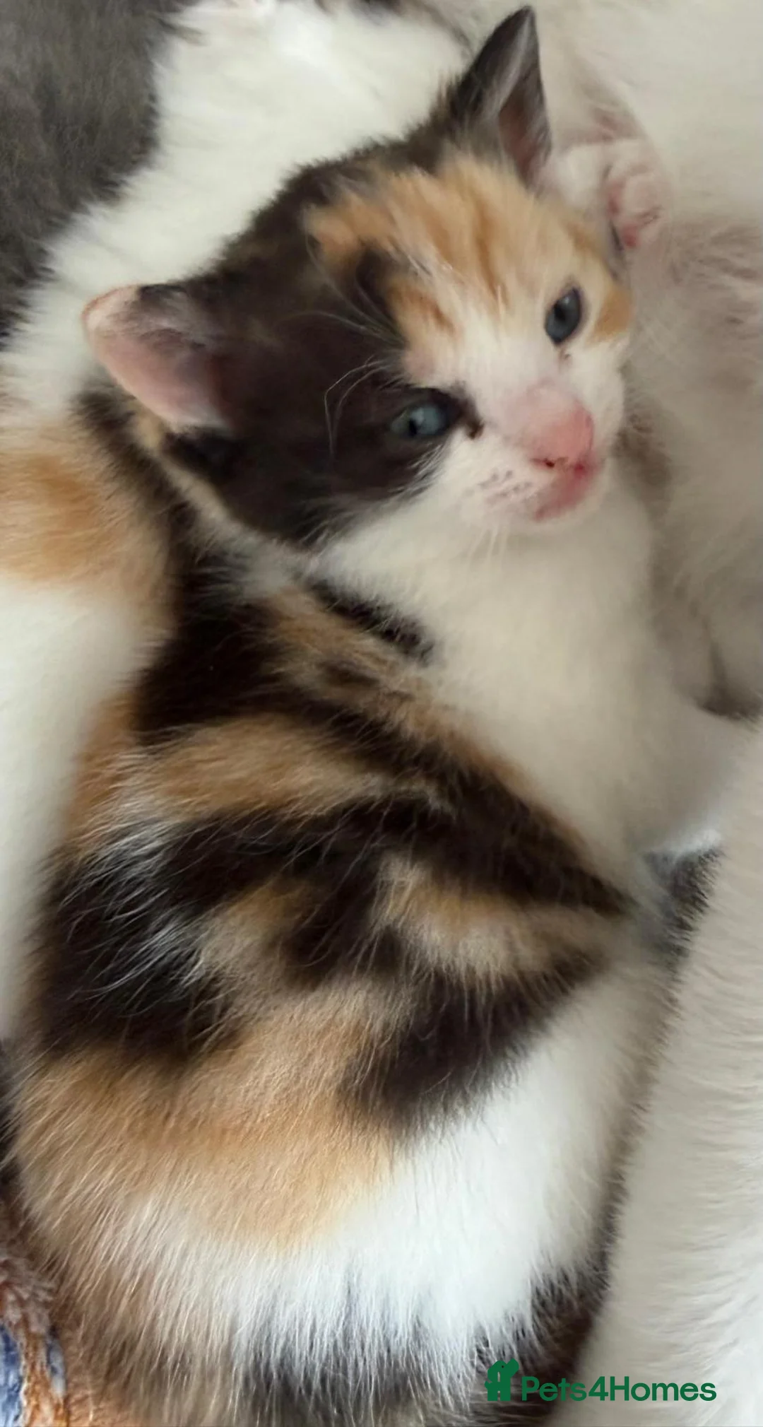 Mixed Breed cats for sale: 🐱 Beautiful friendly kittens 🐱 £180-£250  - Advert 21