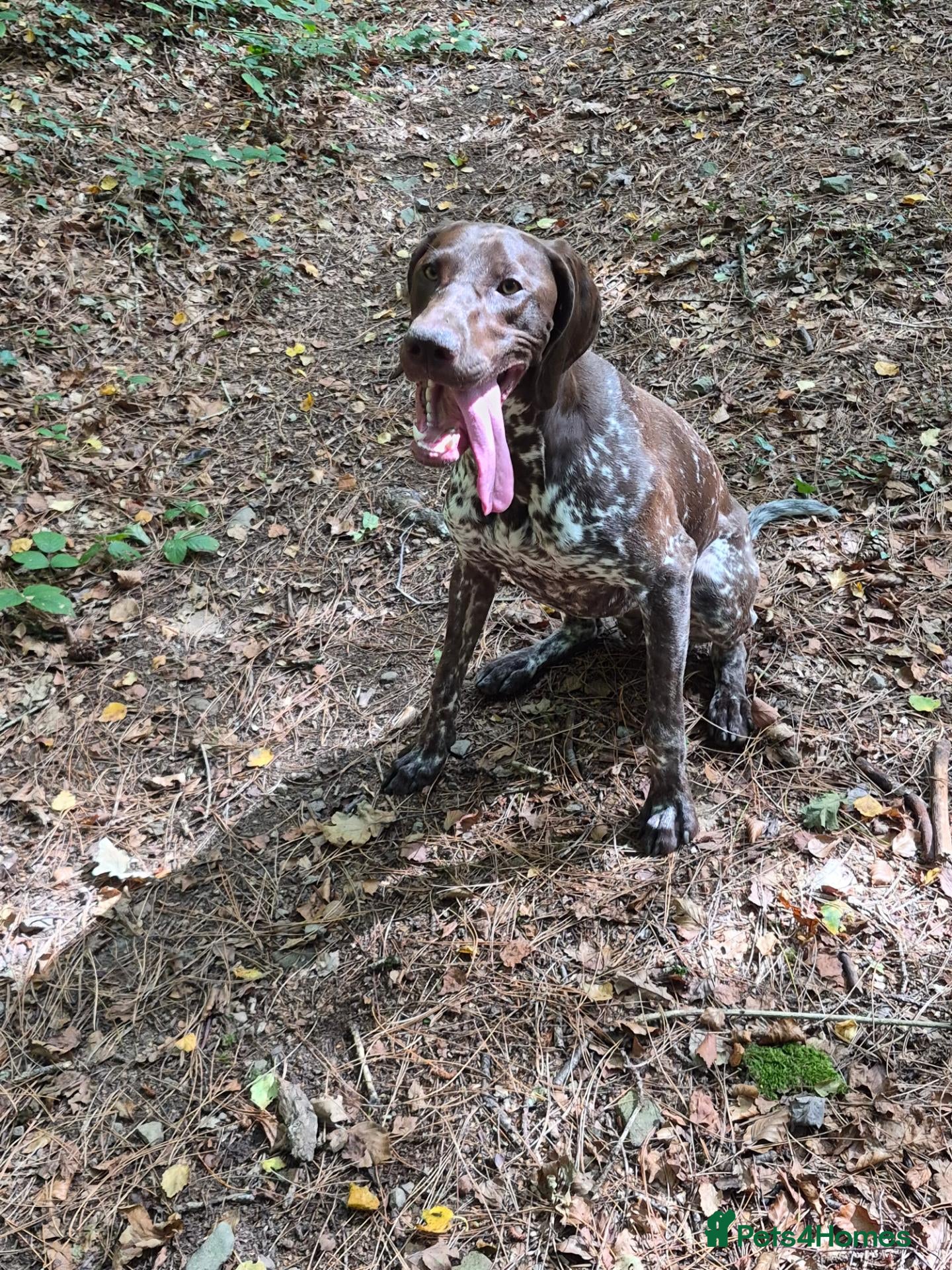 German Shorthaired Pointer dogs Winter - Advert 3