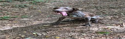 German Shorthaired Pointer dogs for sale: Winter - Advert 1