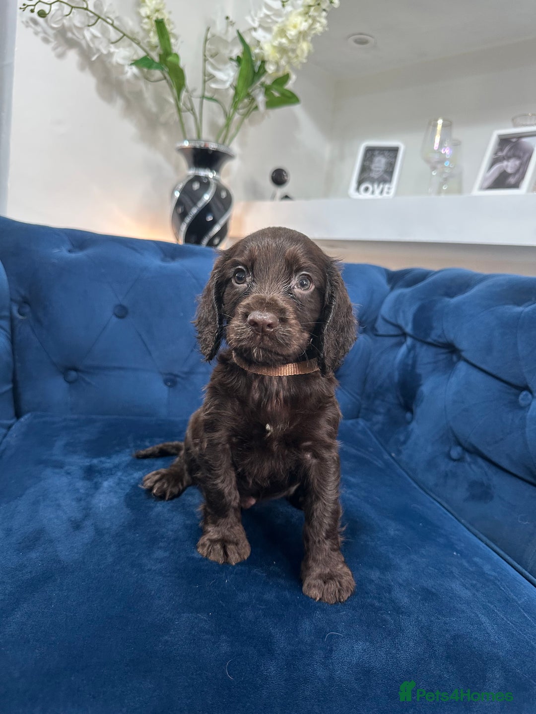 Cocker Spaniel dogs for sale: Beautiful litter of cocker spaniel pups 4 left  - Image 32