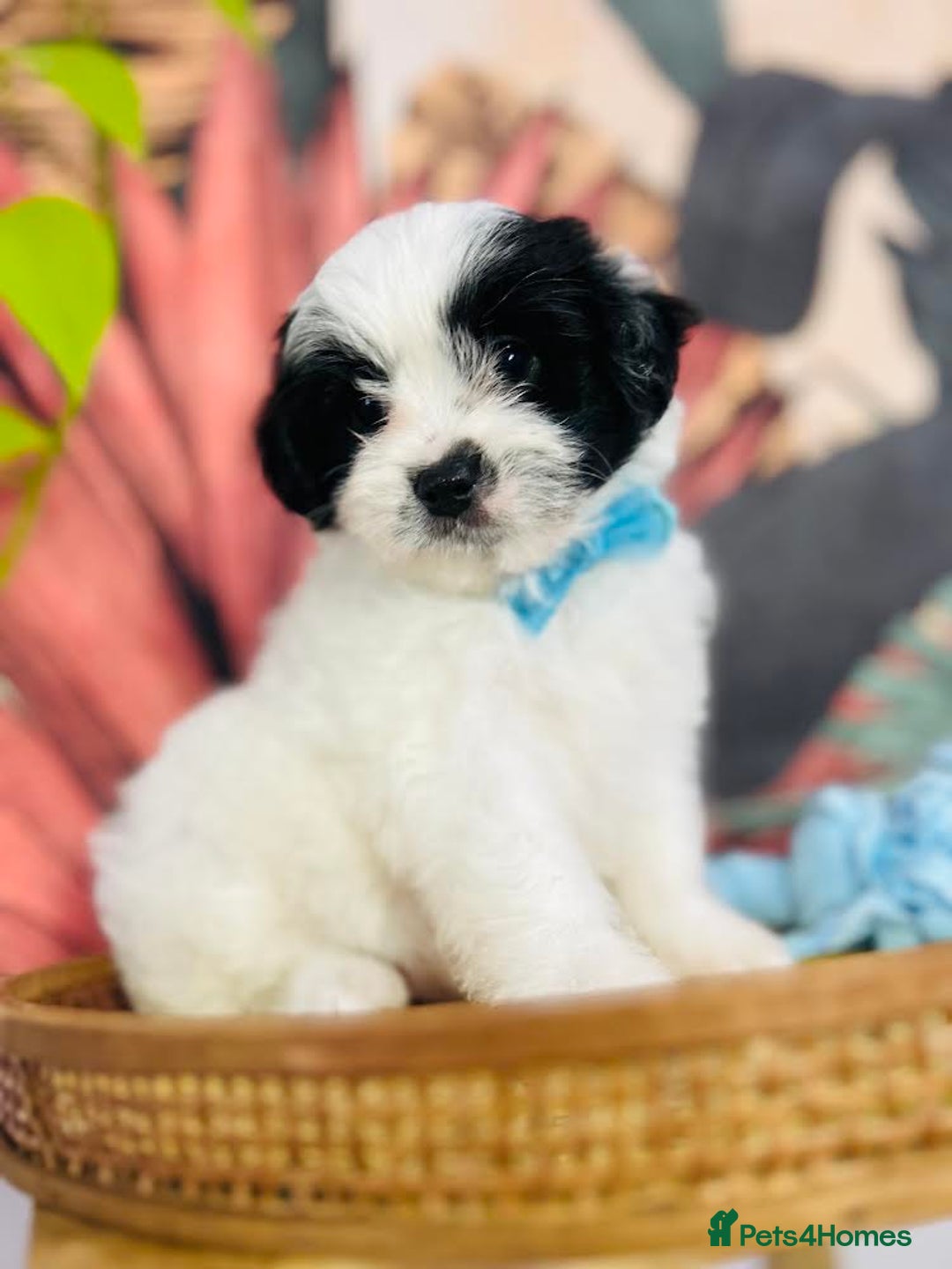 Shih Tzu dogs for sale: Shih Tzu need an amazing family - Image 2