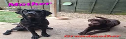 Labrador Retriever dogs for sale:  Waiting List Now Open-KC Reg.Labrador puppies - Advert 11