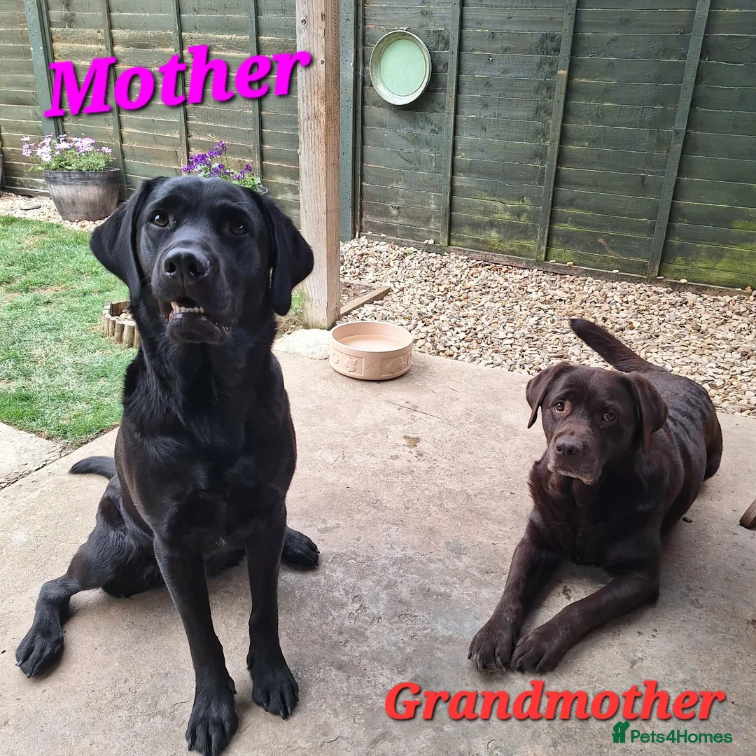 Labrador Retriever dogs for sale:  Waiting List Now Open-KC Reg.Labrador puppies - Advert 11