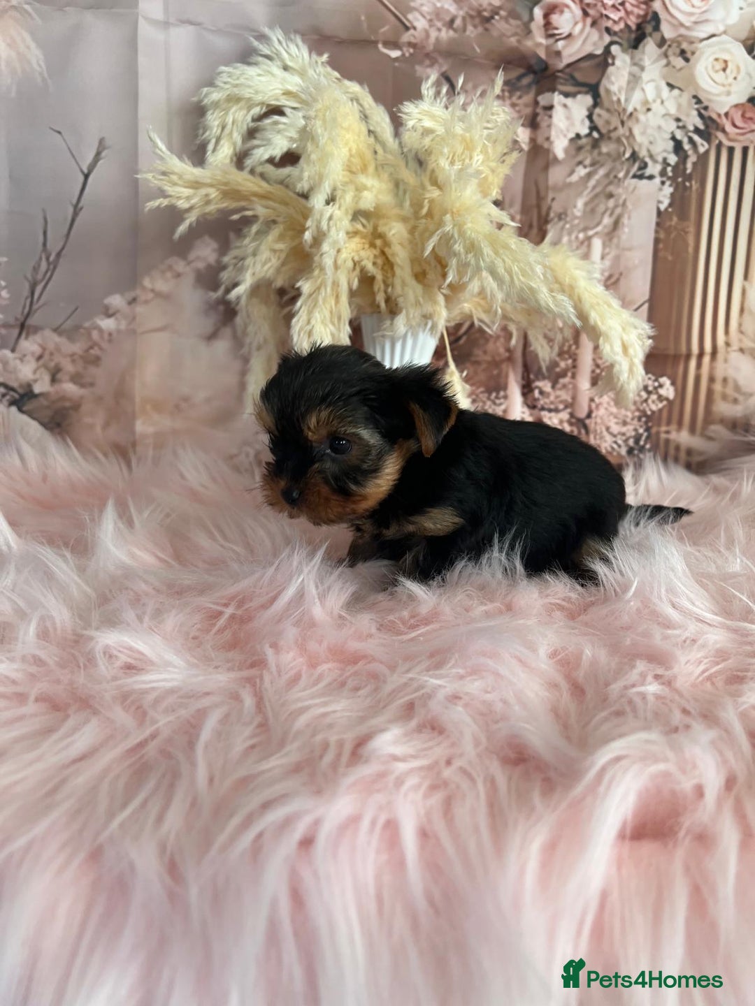 Yorkshire Terrier dogs for sale: Our amazing five pups are fully registered - Advert 17