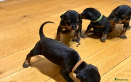 Dobermann dogs for sale: KC Registered Champion-lines Dobermans - Image 20