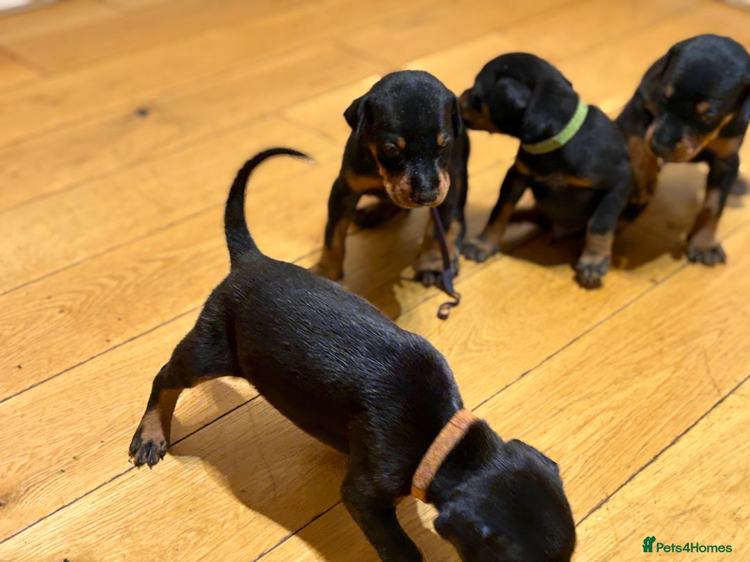 Dobermann dogs for sale: KC Registered Champion-lines Dobermans - Image 20