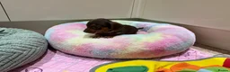 Miniature Dachshund dogs for sale: Chocolate & Tan Miniature Dachshund Pups  - Advert 14