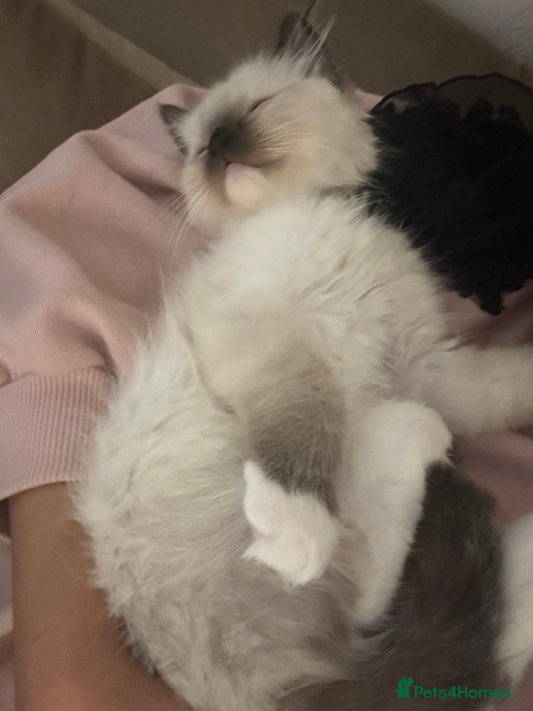 Ragdoll cats for sale: Fluffy pure Ragdoll boys looking for 5 star home  - Image 9