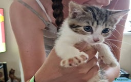 Mixed Breed cats for sale: ready to go - Image 1
