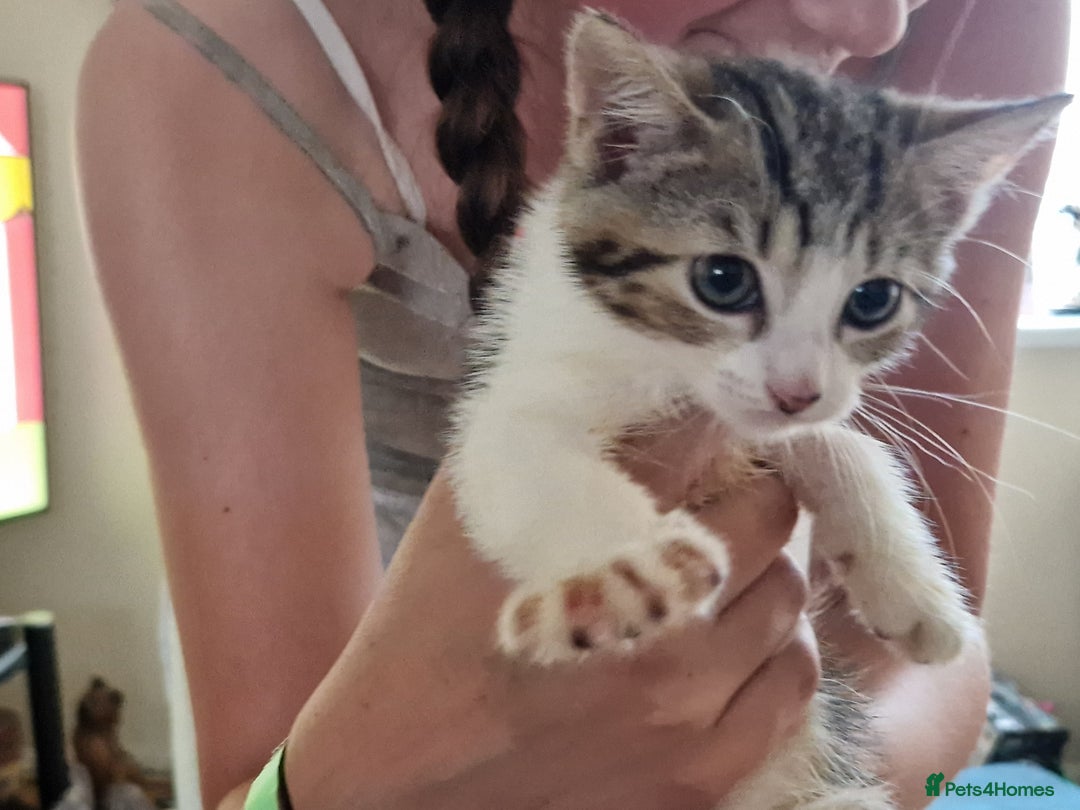 Mixed Breed cats for sale: ready to go - Image 1