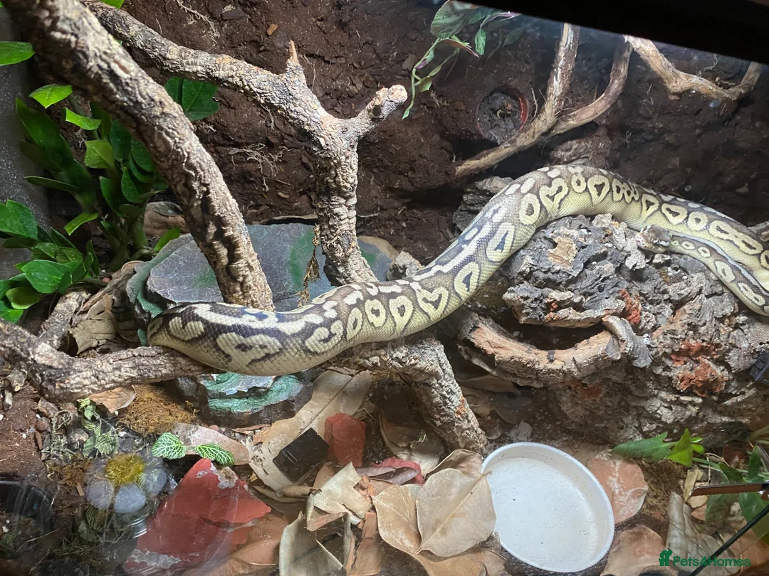 Python Snake reptiles for sale: Bamboo Orange dream male  - Advert 2