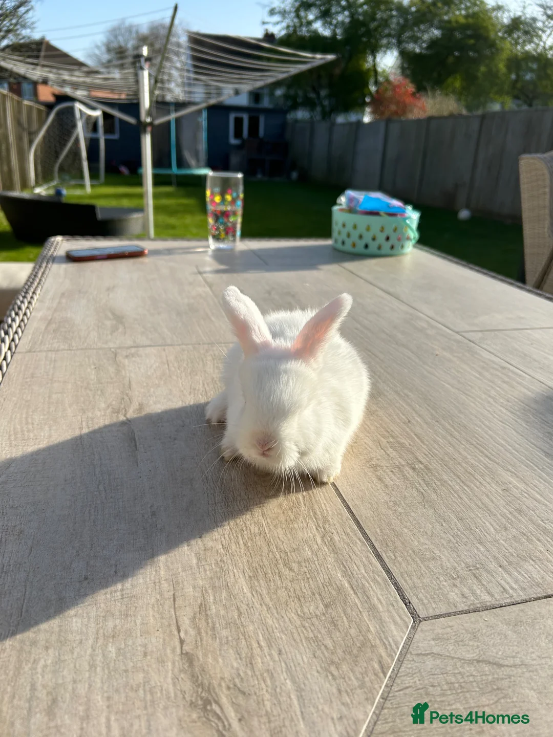 Dwarf Lop rabbits for sale: Dwarf lop rabbits for sale in Burgess Hill - Advert 6