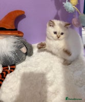 British Shorthair cats - Advert 1