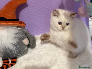 British Shorthair cats - Advert 23