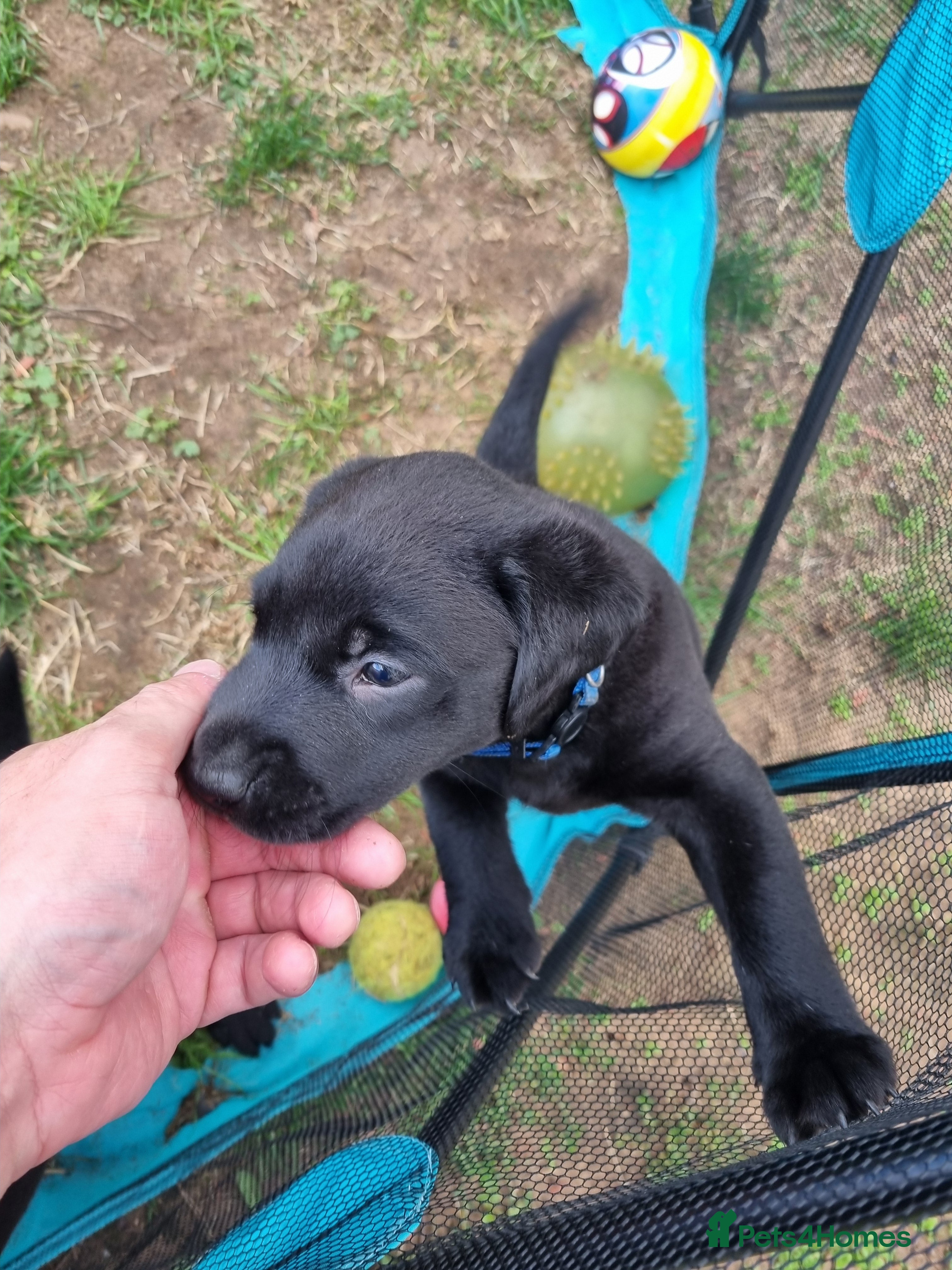 Labrador Retriever dogs KC Registered Black Labrador Puppies - Advert 2