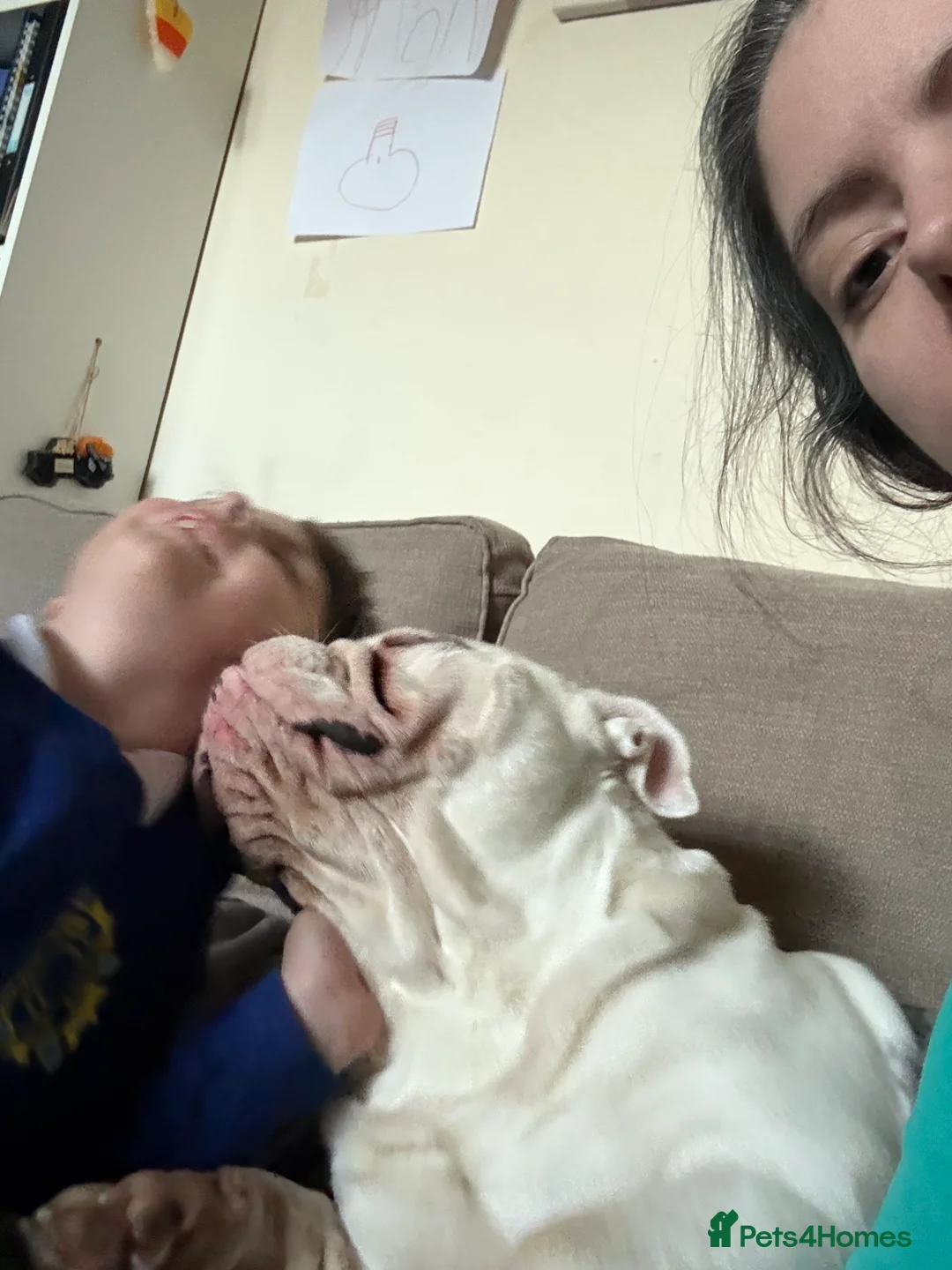 English Bulldog dogs for sale: Reggie looking for 5 star home  - Advert 21