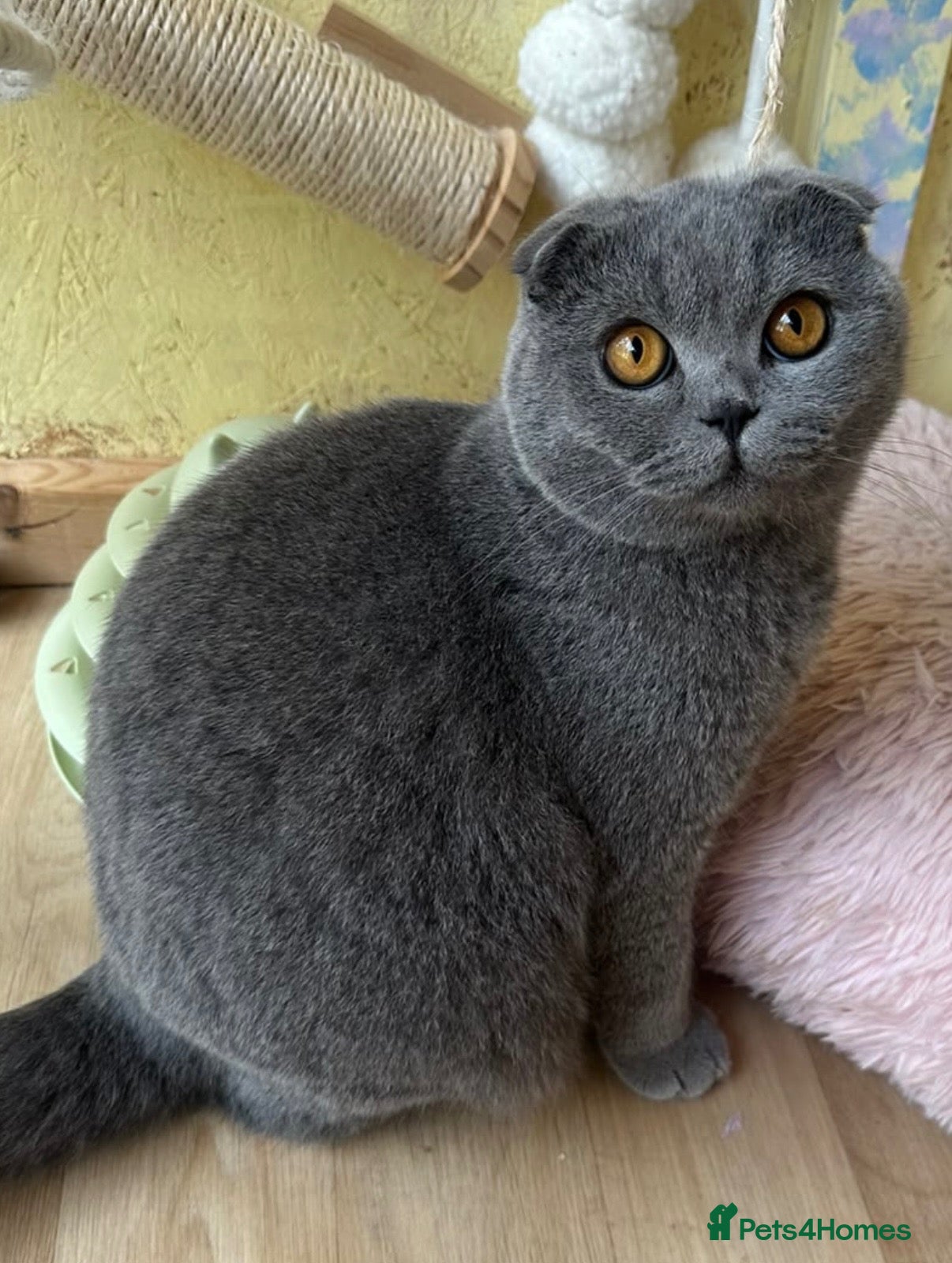 Scottish Fold cats for sale: Beautiful Scottish fold x British Shorthair boy  - Advert 6