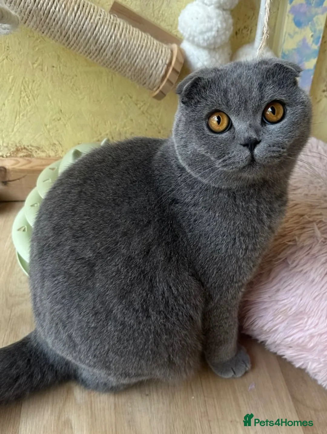 Scottish Fold cats for sale: Beautiful Scottish fold x British Shorthair boy  in Ardrossan - Advert 1