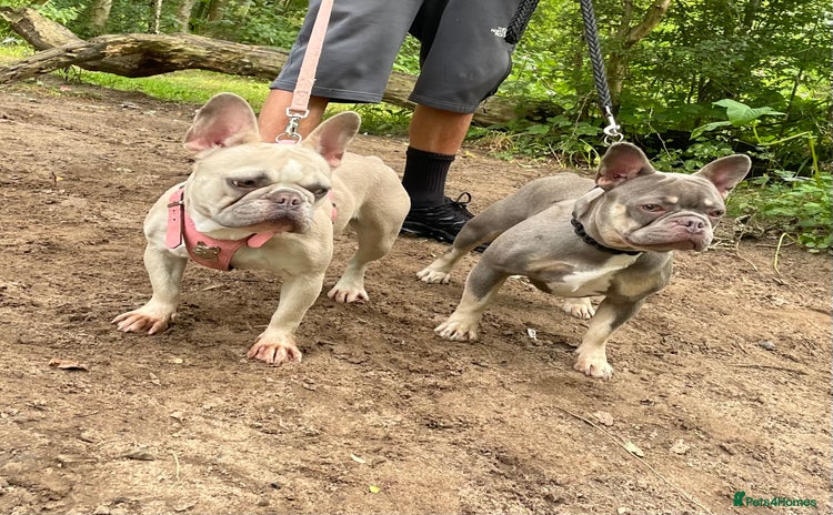 French Bulldog dogs - Advert 4