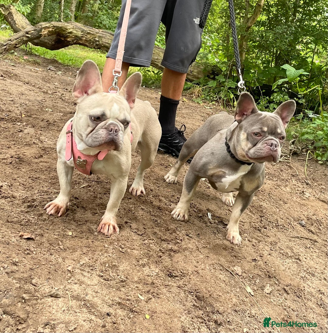 French Bulldog dogs for sale: French bull dog - Image 1