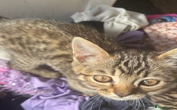 Bengal cats for sale: **1 Female remaining** Bengal cross kittens  in Petworth - Image 9