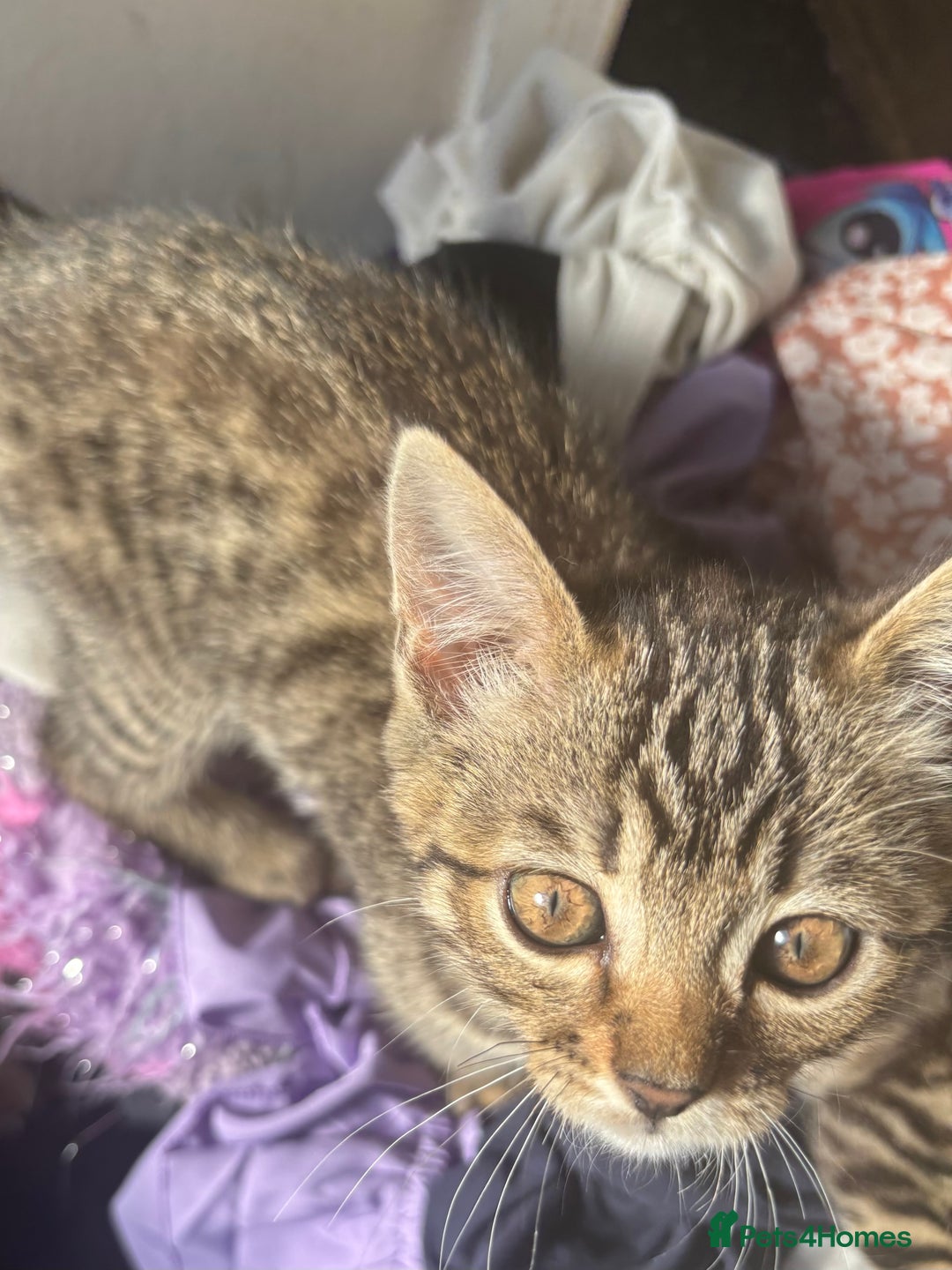 Bengal cats for sale: **1 Female remaining** Bengal cross kittens  in Petworth - Image 9