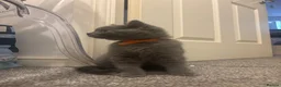 British Shorthair cats for sale: British Shorthair Male Kitten for Sale 🐾 - Advert 4