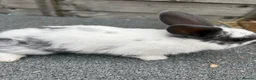 Mixed Breed rabbits for sale: Mini lop cross bunnies  - Advert 8