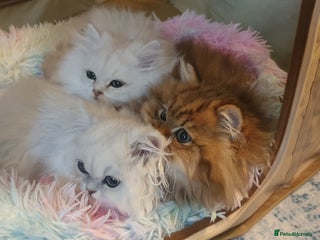 Persian cats 💖Beautiful Pedigree Chinchilla Persian Kittens. - Advert 3