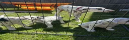 Dalmatian dogs for sale: Dalmation puppies. 2 males left. - Advert 12