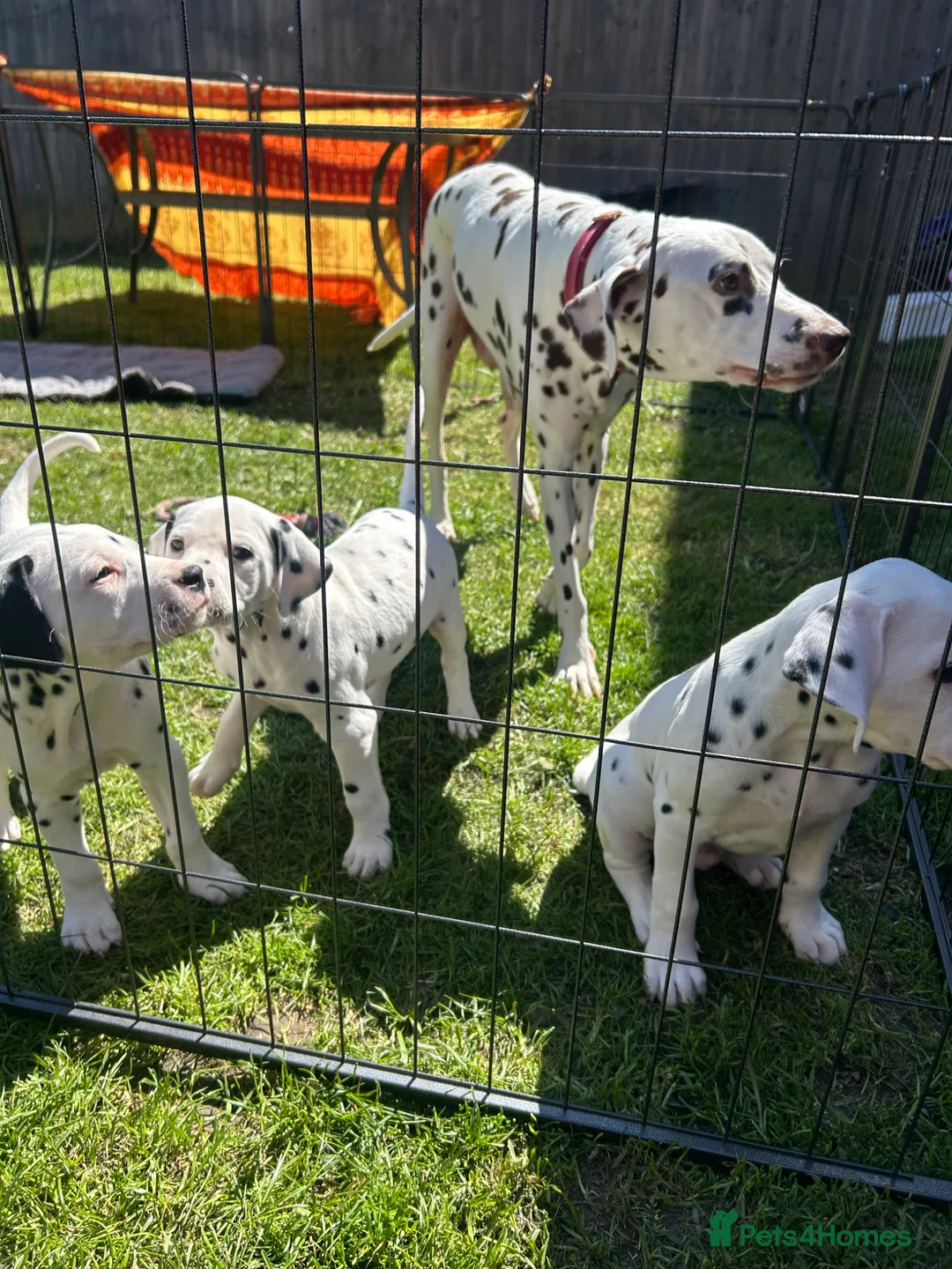 Dalmatian dogs for sale: Dalmation puppies. 2 males left. - Advert 12
