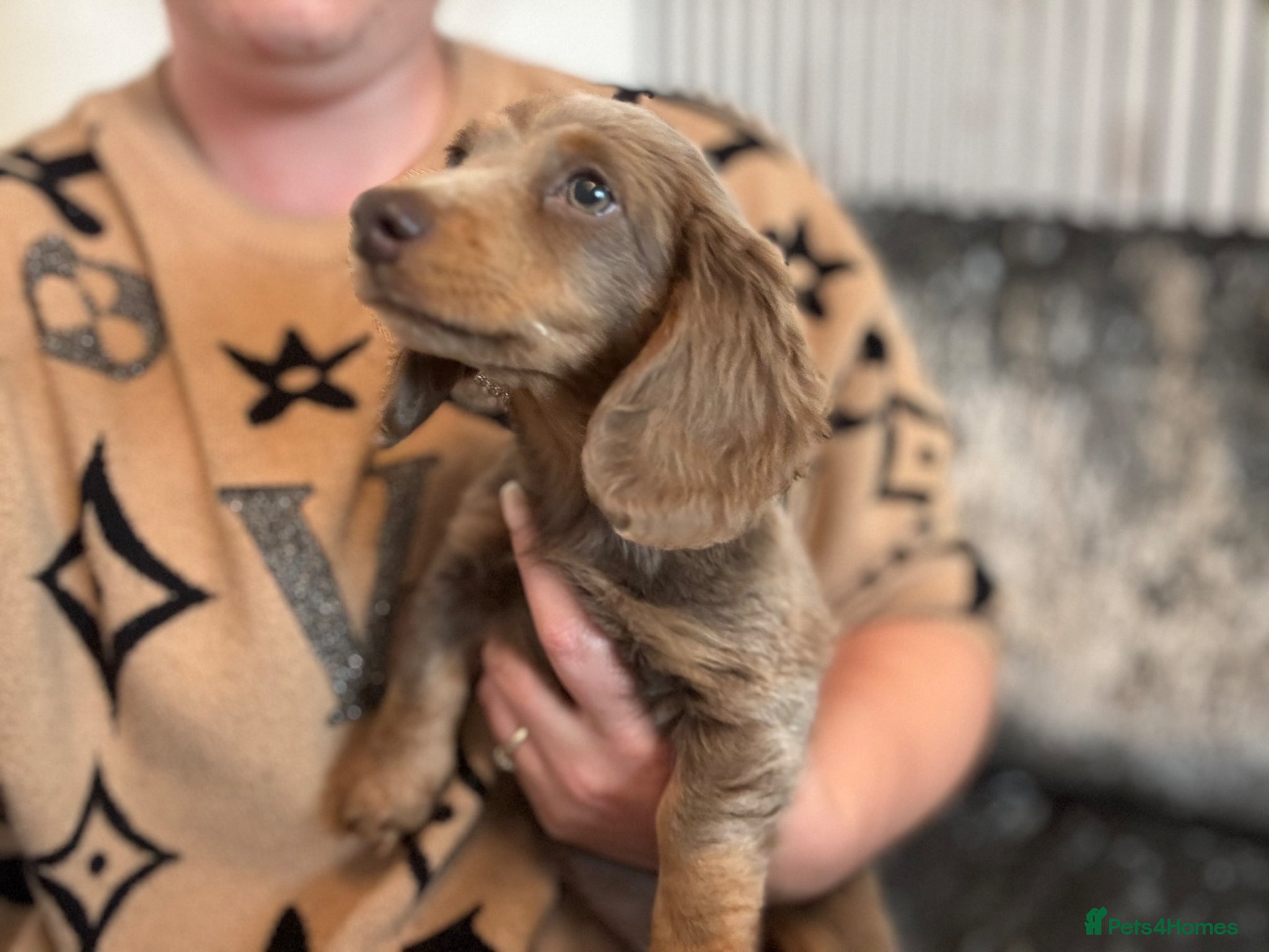Miniature Dachshund dogs for sale: Miniature Long hair dachshund puppies  - Advert 7