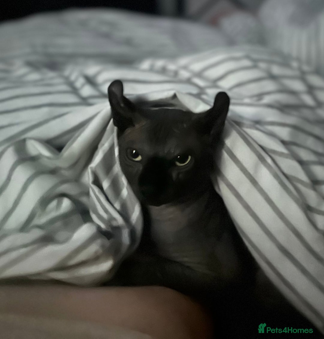 Sphynx cats for stud: Stunning blue Elf - Advert 8