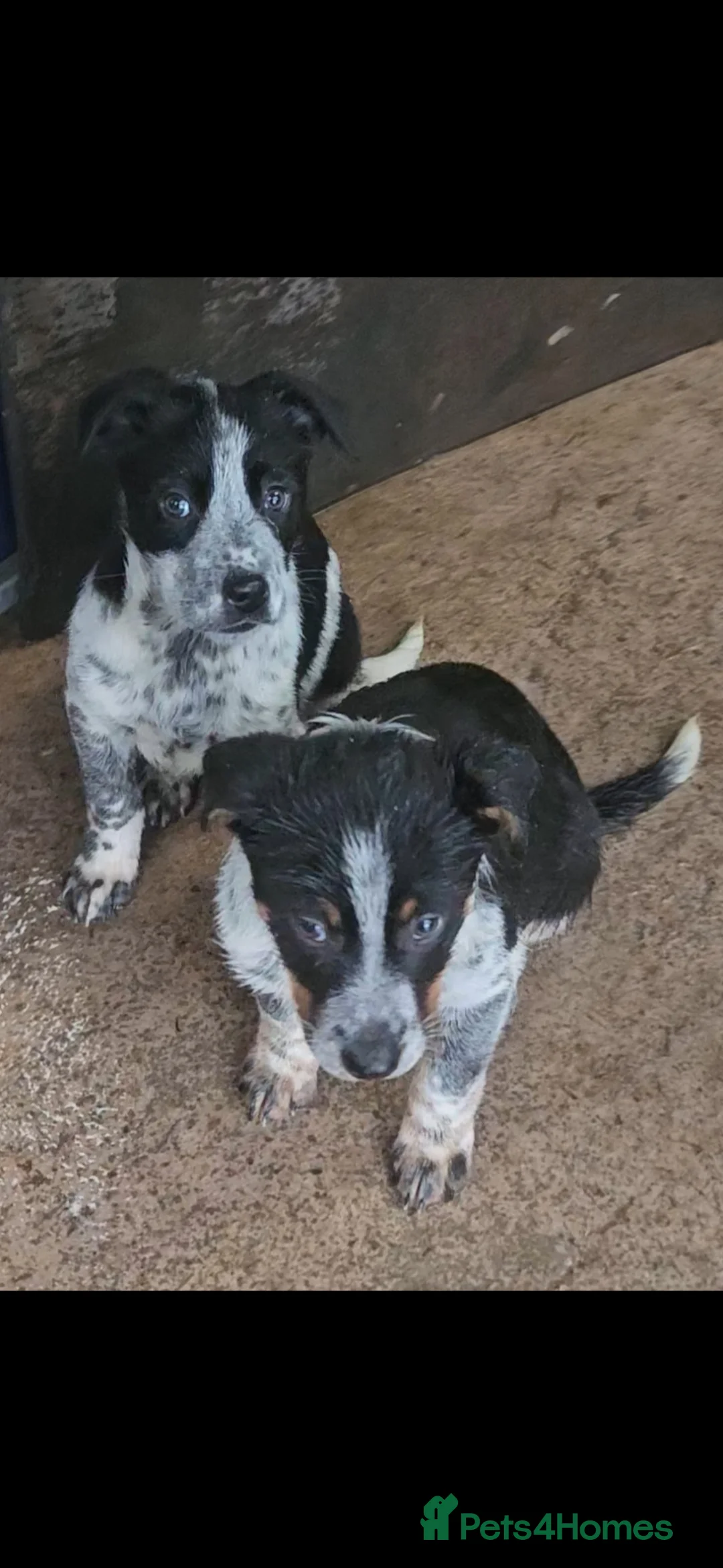Mixed Breed dogs for sale: AUSTRALIAN CATTLE DOG X COLLIE PUPPIES - Advert 2