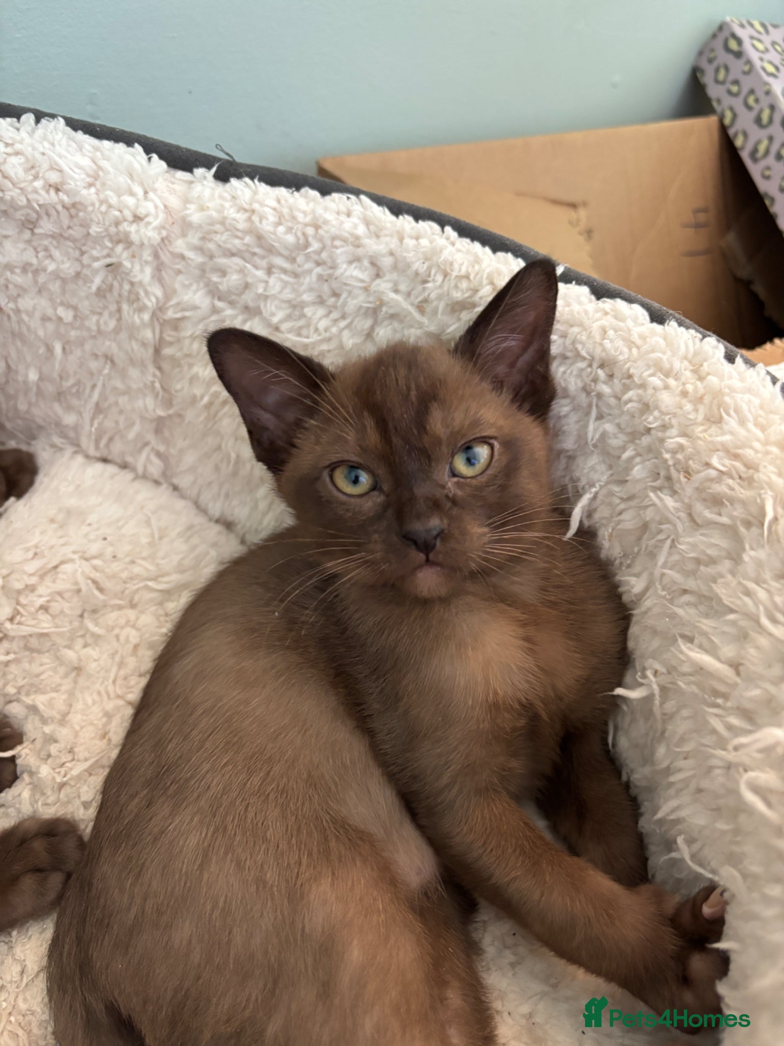 Burmese cats Stunning GCCF Burmese kittens from fantastic lines - Advert 2