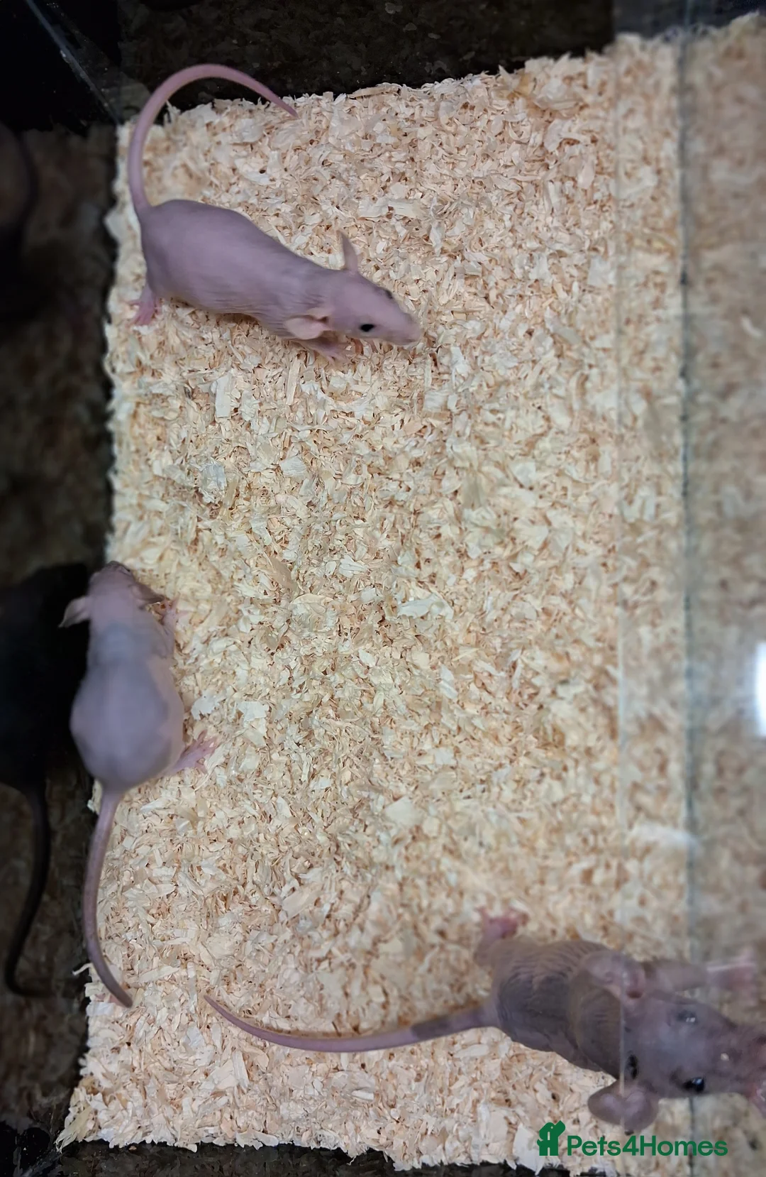 Rat rodents for sale: Baby Dumbo rats, natural, Rex , Nakeds - Advert 33