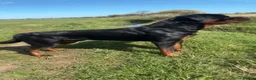 Rottweiler dogs for stud: 🔥 STUD AVAILABLE – BRUNO 🔥 in Hull - Advert 5