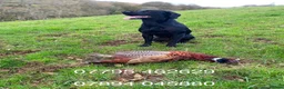 Labrador Retriever dogs for sale: KC Registered Labrador Puppies  ready to go - Advert 4